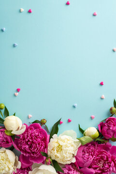 Fresh peony flowers concept. Top view vertical photo of magenta and white peony flowers, buds and petals with confetti hearts on isolated light blue background with copy-space