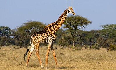 Obraz premium beautiful and big giraffe in the middle of the desert