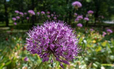Amazing Blue Flowers Close-Up In The Park