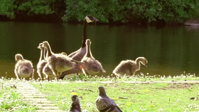 Goslings Canada goose, Brant canadian on green meadow with parents in bright sunlight in woodland area, Family Of ringed waterfowl in natural habitat, Frankfurt, Germany, bird migration control