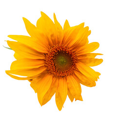 eine strahlende freigestellte Sonnenblume auf transparentem Hintergrund