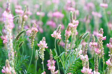 Field of pink flowers Sainfoin, Onobrychis viciifolia. Background of wildflowers. Agriculture. Blooming wild flowers of sainfoin or holy clover