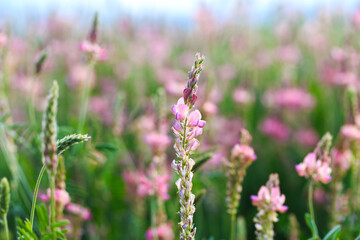 Field of pink flowers Sainfoin, Onobrychis viciifolia. Background of wildflowers. Agriculture. Blooming wild flowers of sainfoin or holy clover