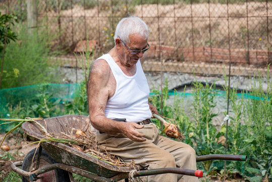 an eighty-year-old man sitting in a wheelbarrow like a child, taking a break from gardening and showing off his onion picking