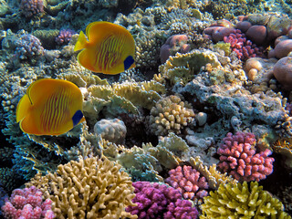 Naklejka na ściany i meble Soft and Hard coral, Red Sea