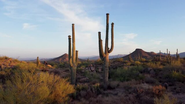 Arizona Desert Landscape With Saguaro Cactus Close Up Morning Time 