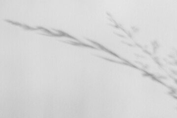 The shadow of the plant on a light background.