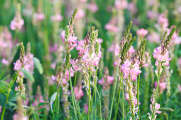 Close-up of a common sainfoin, onobrychis viciifolia, flower in bloom. Honey flower. Beautiful pink wild flower. Meadow grasses.