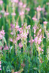 Field of pink flowers Sainfoin, Onobrychis viciifolia. Background of wildflowers. Agriculture. Blooming wild flowers of sainfoin or holy clover