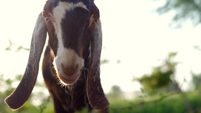 Goat eating green leaves in farm. Domestic Goats group grazing grass in field. Beautiful view from inside of thorny tree branch, leaves. long ears goat relaxing. Close-up wildlife concept.