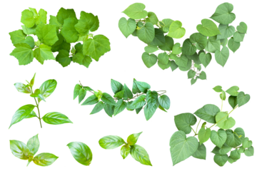 葉の切抜き詰め合わせ	
