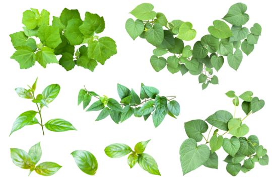 葉の切抜き詰め合わせ	
