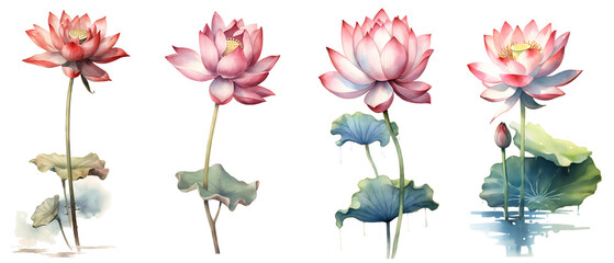 Clipping path, Watercolor painting in botanical style of Pink lotus flowers clip art on white background, Generative AI - 610705101