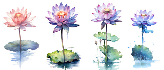 Clipping path, Watercolor painting in botanical style of lotus flowers clip art on white background, Generative AI