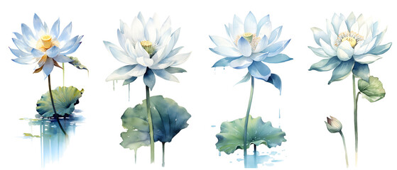 Fototapeta na wymiar Clipping path, Watercolor painting in botanical style of White lotus flowers clip art on white background, Generative AI