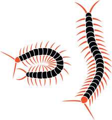 Scolopendra logo. Isolated scolopendra on white background
