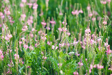 Field of pink flowers Sainfoin, Onobrychis viciifolia. Background of wildflowers. Agriculture. Blooming wild flowers of sainfoin or holy clover