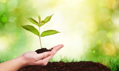 Human hands hold a green plant sprout