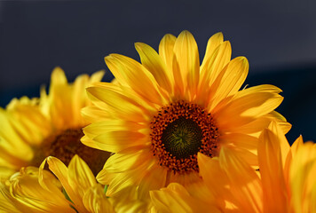 Bouquet of sunflowers in a jug.Still life from a bouquet of sunflowers.