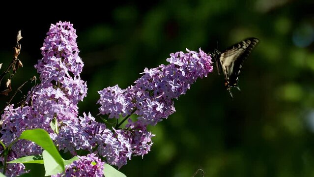 Swallowtail Butterfly on a Lilac Bush