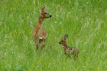 Newly born Roe deer fawn being guarded by its mother in a wildflower meadow
