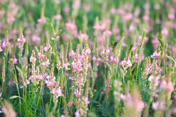 Field of pink flowers Sainfoin, Onobrychis viciifolia. Background of wildflowers. Agriculture. Blooming wild flowers of sainfoin or holy clover