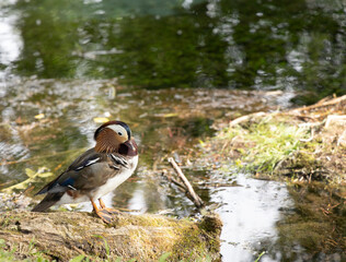 mandarin duck on the river, fonte del clitunno