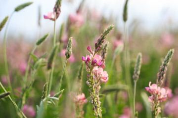 Field of pink flowers Sainfoin, Onobrychis viciifolia. Background of wildflowers. Agriculture. Blooming wild flowers of sainfoin or holy clover