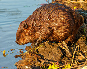 Beaver Photo and Image.  Close-up side view building a beaver dam in a water stream flow enjoying its environment and habitat. ©  Aline