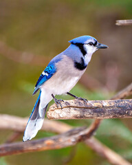 Blue Jay Photo and Image.  Side view perched on a tree branch with a forest blur background in its environment and habitat surrounding displaying blue feather plumage. Jay Picture.