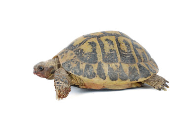 close up of turtle  on a white background 