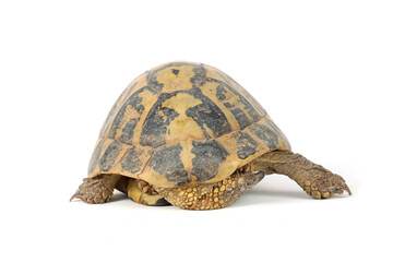 turtle seen from behind on a white background 