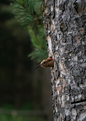 Hoopoe looking out of a tree