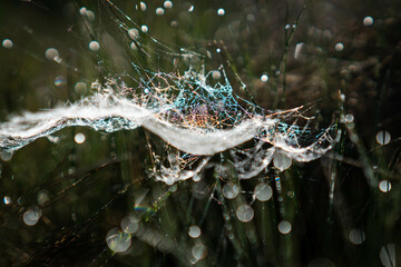 Rainbow web
