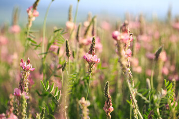 Field of pink flowers Sainfoin, Onobrychis viciifolia. Background of wildflowers. Agriculture. Blooming wild flowers of sainfoin or holy clover