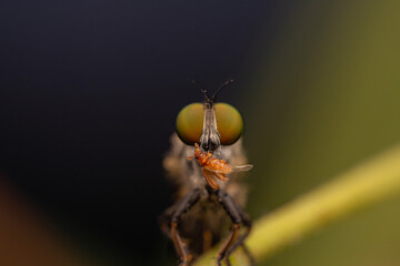 robberfly, insect, robberfly insect on a grass leaf on a red background
