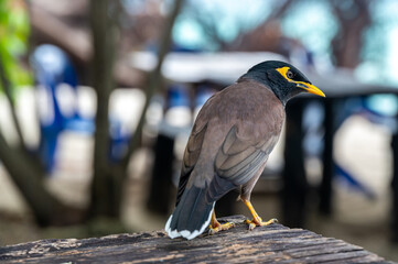 Common Myna bird, latin name Acridotheres Tristis Tristis, is sitting on the trunk. Bamboo island, Thailand.
