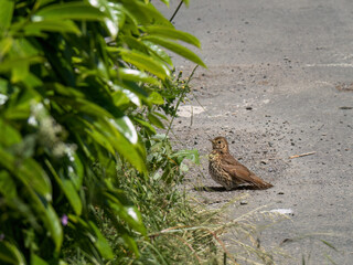 Song Thrush aka Turdus philomelos by roadside, UK.