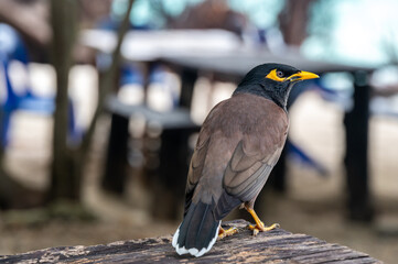 Common Myna bird, latin name Acridotheres Tristis Tristis, is sitting on the trunk. Bamboo island, Thailand.
