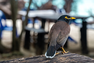 Common Myna bird, latin name Acridotheres Tristis Tristis, is sitting on the trunk. Bamboo island, Thailand.