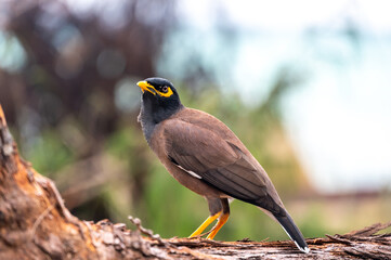 Common Myna bird, latin name Acridotheres Tristis Tristis, is sitting on the trunk. Bamboo island, Thailand.