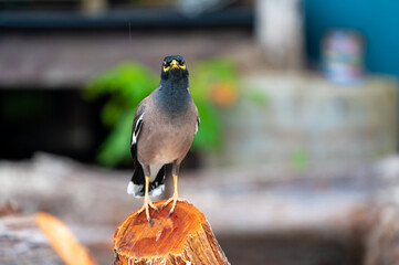 Common Myna bird, latin name Acridotheres Tristis Tristis, is sitting on the trunk. Bamboo island, Thailand.