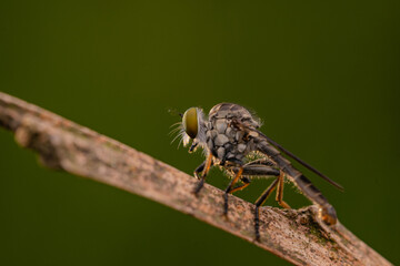 robberfly, insect, robberfly insect on a grass leaf on a red background