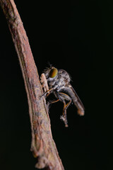 robberfly, insect, robberfly insect on a grass leaf on a red background