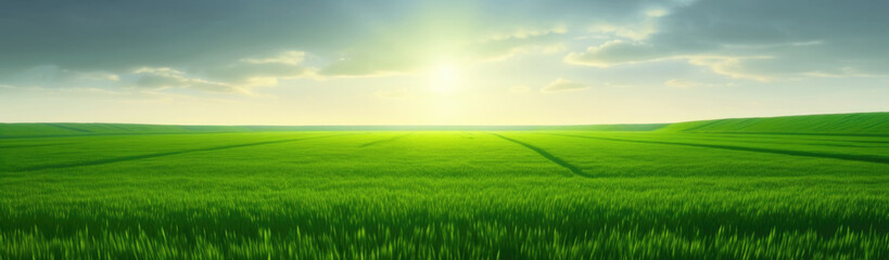 Fototapeta na wymiar Wide angle panorama of sunlit green wheat field inder blue sky with clouds, minimal landscape