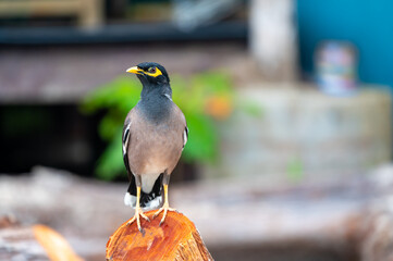 Common Myna bird, latin name Acridotheres Tristis Tristis, is sitting on the trunk. Bamboo island, Thailand.