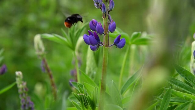 Close-up view of Bombus rupestris (cuckoo bumblebee) feeding on nectar of beautiful purple lupine flowers growing on field against green natural background. Soft focus. Beauty in nature theme.
