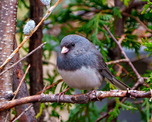 Junco Dark-eyed Photo and Image.  Close-up front view perched with a forest background in its environment and habitat surrounding.