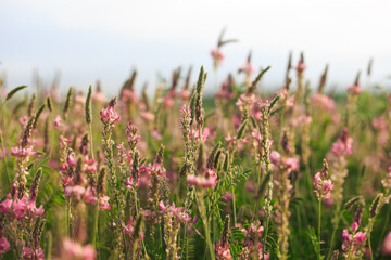 Field of pink flowers Sainfoin, Onobrychis viciifolia. Background of wildflowers. Agriculture. Blooming wild flowers of sainfoin or holy clover