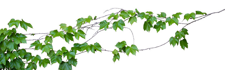 담쟁이넝쿨 © jaecheol